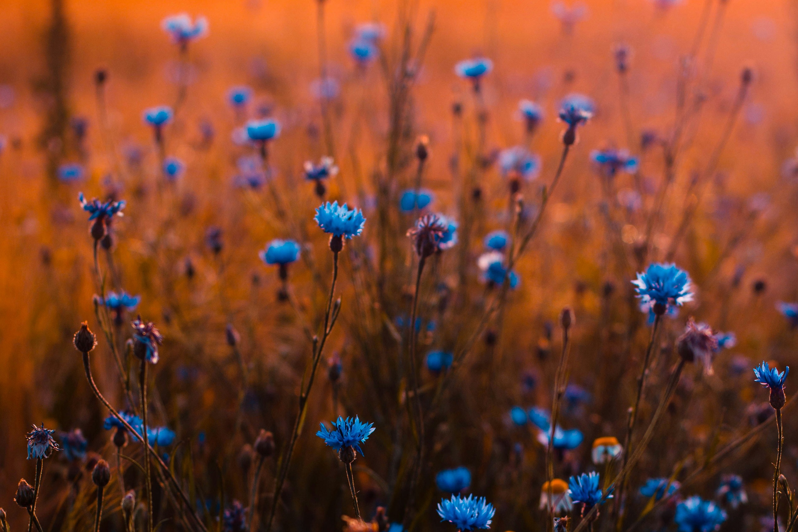 Blue flowers